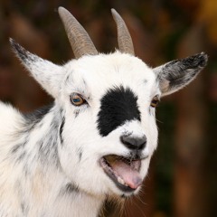 I'm The Goat