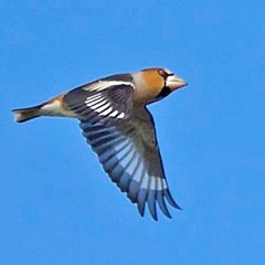 Hawfinch 2023 - 04 - 27