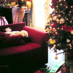 The Holiday (Acoustic)