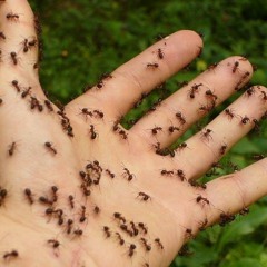 Antboy