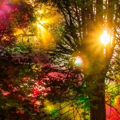 Novum First Light - Lamento