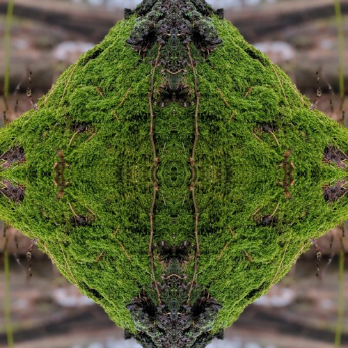 Aliens From The Swamp
