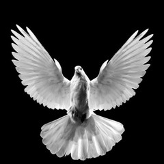 New private playlist