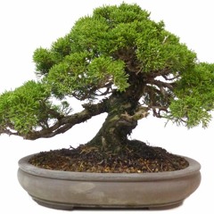 Skup - Bonsai - 198BPM
