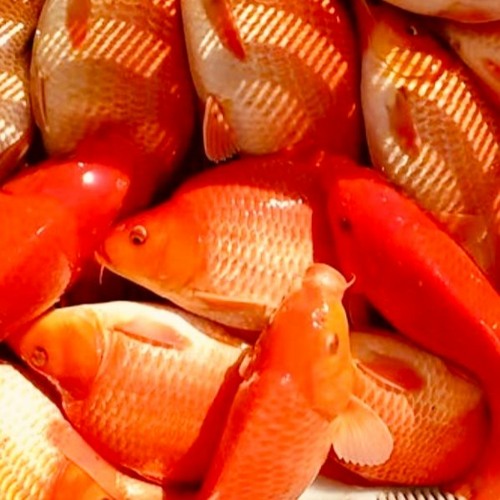 Stream Kettle Of Fish by Brett Wake Listen online for free on SoundCloud