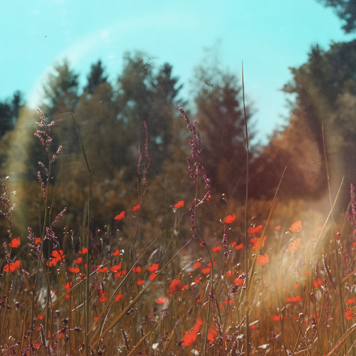 Flowers (Nothing But Hope Remix)
