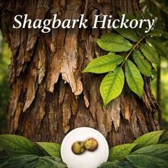 Shagbark Hickory