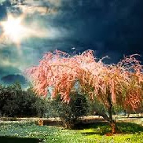 MY dear Spring where have you been