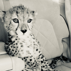 تبيني صدق ولا ما تبيني؟ / حامد زيد