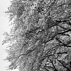 Spring(Alternative)