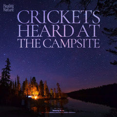 잔잔한 밤의 귀뚜라미 소리 the sound of crickets at night