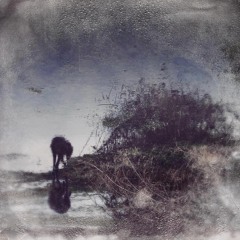 Concerto for Piano & Birds in Eb Minor