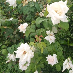 klijo - bossi ke nova 2024-02-25 12_38.m4a