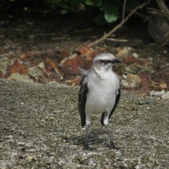 Tropical Mockingbird in city landscape