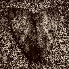 Yee Naaldlooshii (Revenynt Mix)