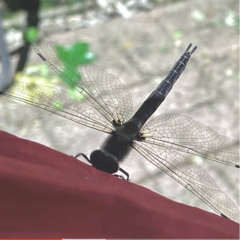 apologizing to dragonflies - kata