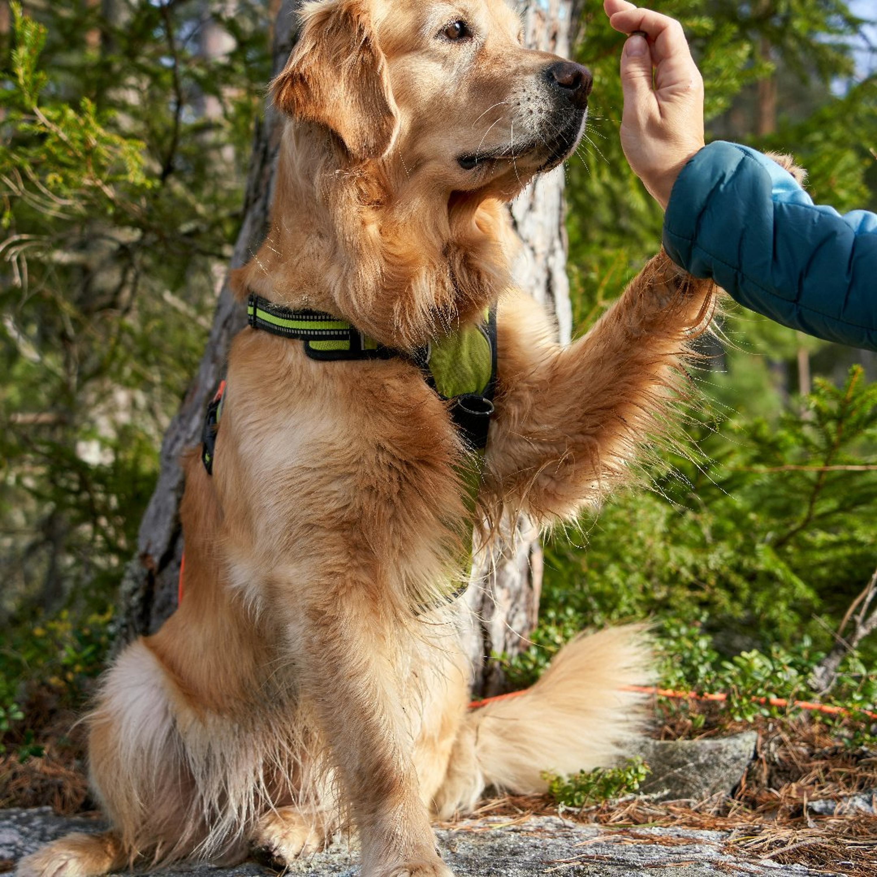 Like Shaking Hands with a Golden Retriever