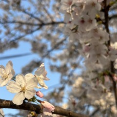 주시크 - flower (원곡 : 오반)