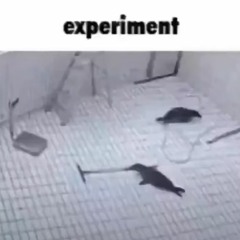 experiment music