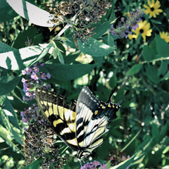 COMEBACK (Changed My Mind)