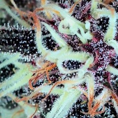 Chinch auf Klinke - Klangstoffer FX.mp3