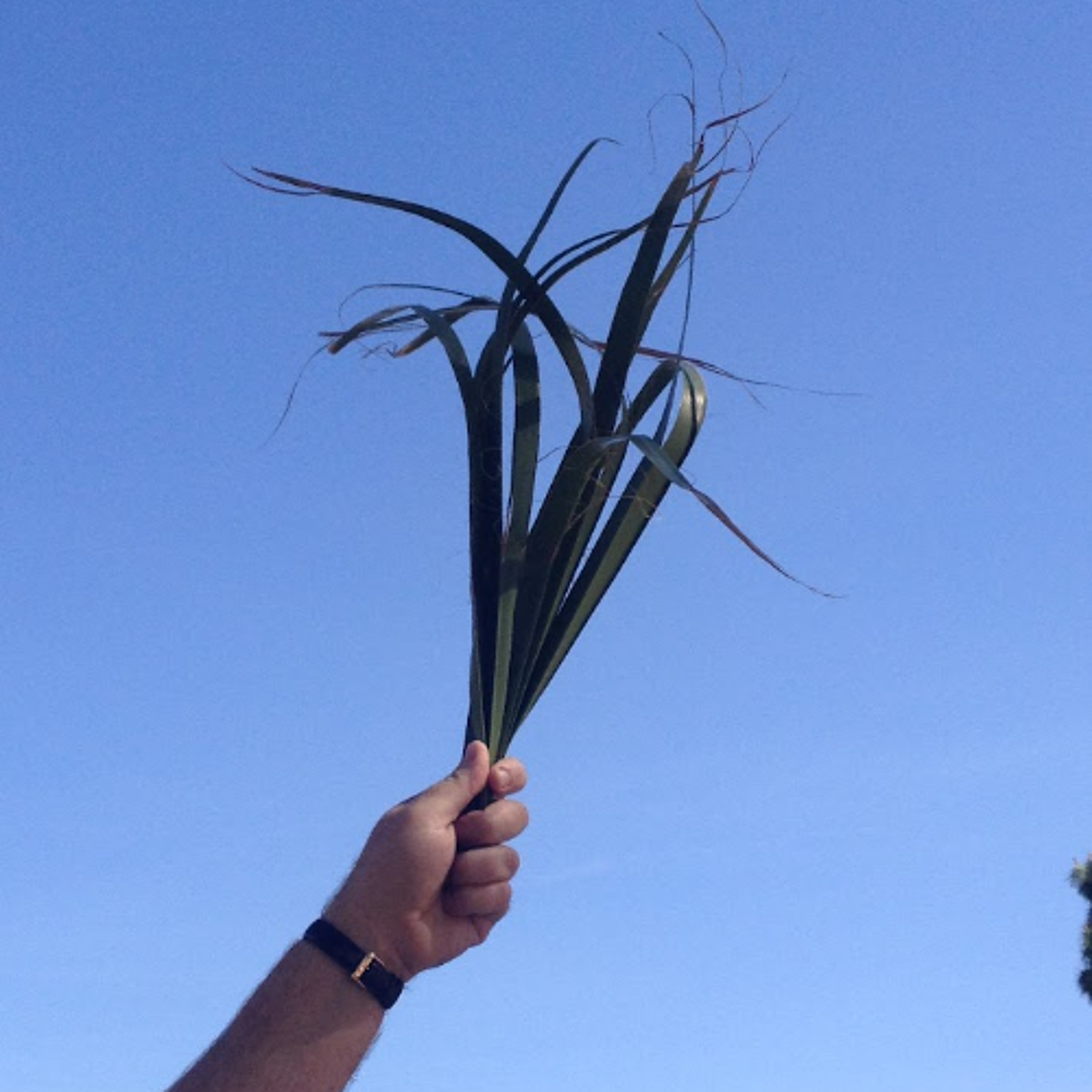 Palm Sunday episode artwork