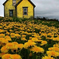 Raffaele Cococcioni -  The House Of Yellow Flowers