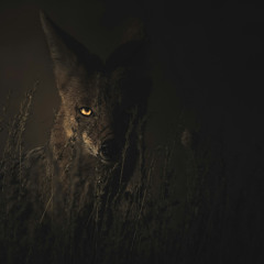 Hunt