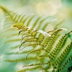 Da fressen ihn die Raben