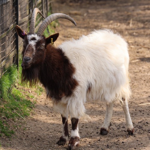 ANESTESIA-vaggito¡¡ ft icylucki