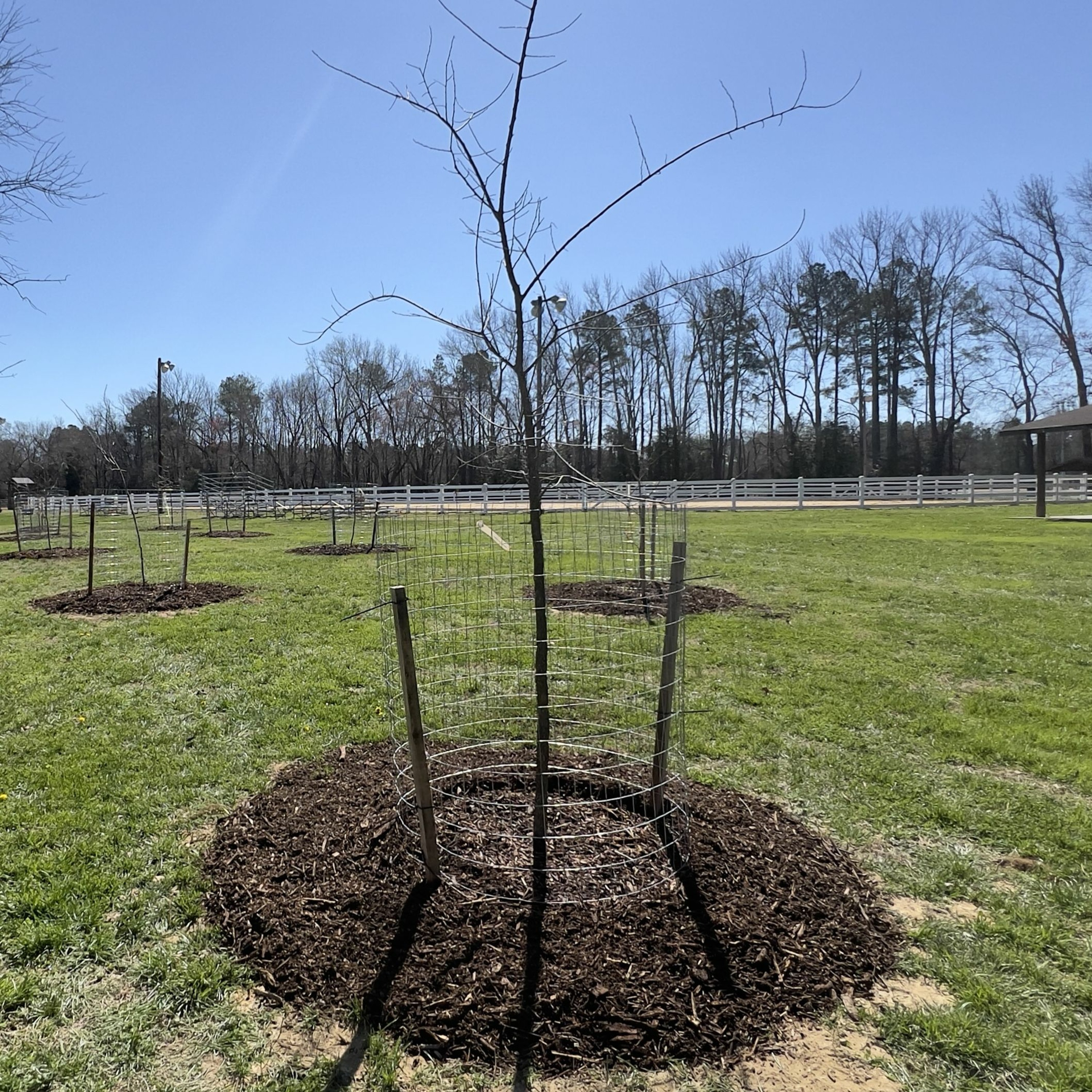 H.E.A.R.T. podcast - Episode 12: The Importance of Trees episode artwork