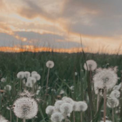 feild of dandelions