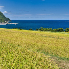 佐渡歌見棚田米ソング02