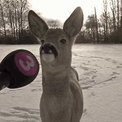 white rari shn4ppa prod me