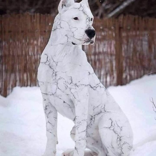 Libianca Ft Becky G x 50cent - People x In The Club [1Beatz Remix] 2023