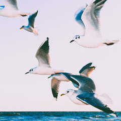 migration pattern