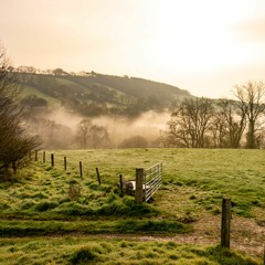 Dawn chorus in the countryside