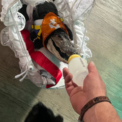 ESA: Emotional Support Alligator