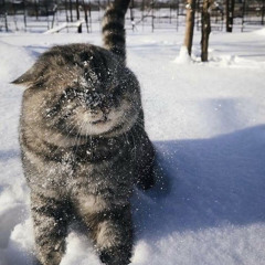 rigo - its so cold (icebergcxc)