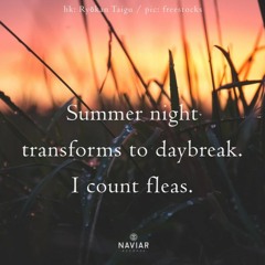 Summer Night ( Naviarhaiku 479 )