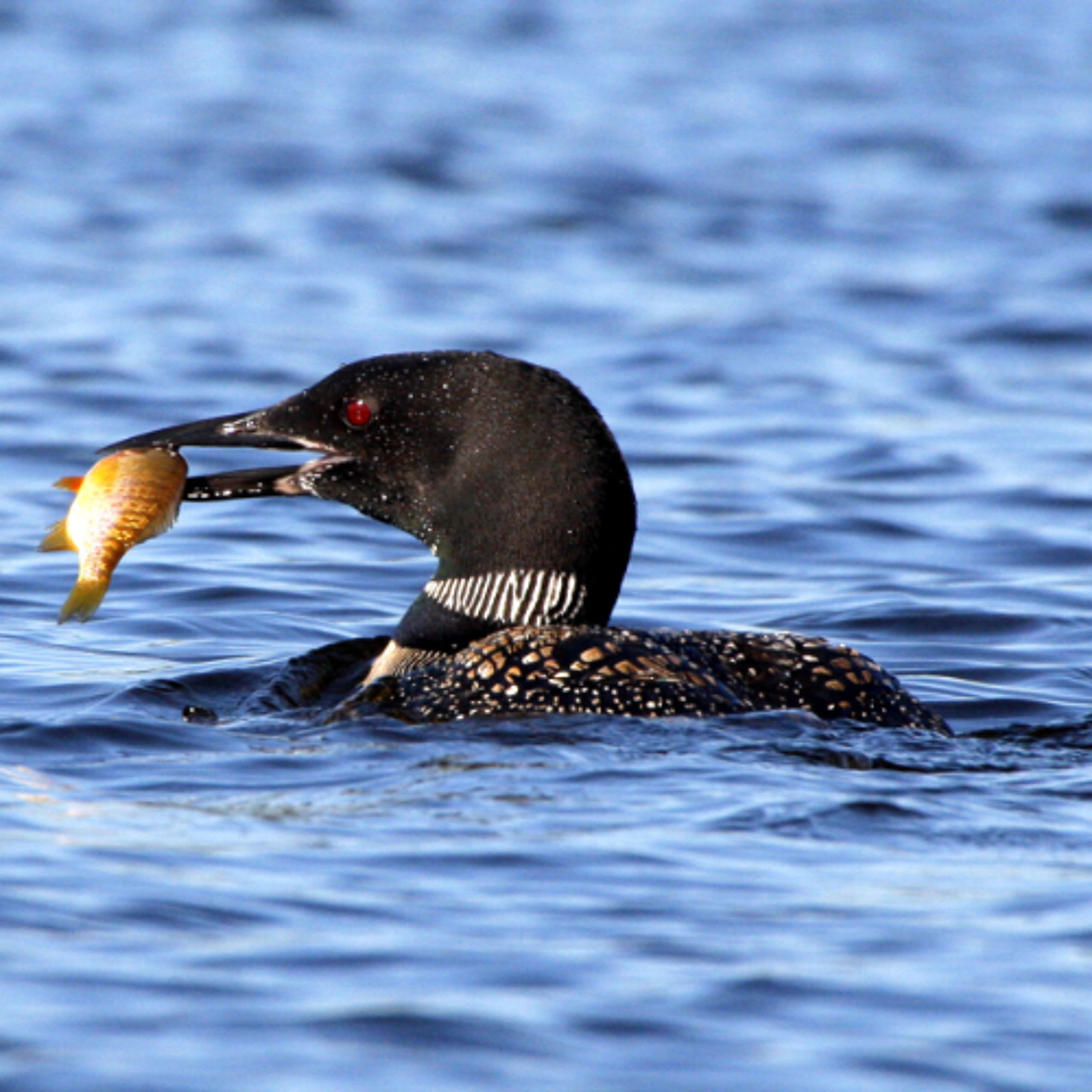 Keep it Wild - Get the Lead Out to Save Loons