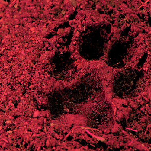 Red Rain (In Development)