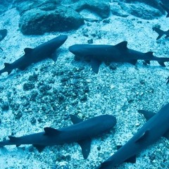 Hollow of the Sleeping Sharks Mix