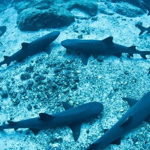 Hollow of the Sleeping Sharks Mix