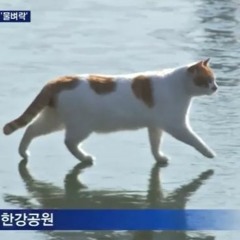 꽁꽁 얼어붙은 한강위로 고양이가 걸어다닙니다