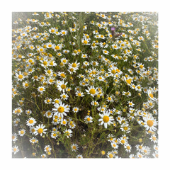Chamomile w/ capital (stracct)