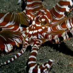 Cephalopod