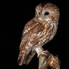 Tawny Owl Male - MixPre-7664