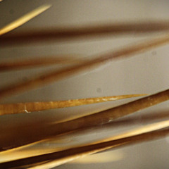 Nico Zam - This poem (dub version)