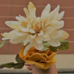 T H E M A G N O L I A